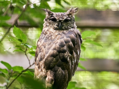 Afrikaanse oehoe - De Zonnegloed - Dierenpark - Dieren opvangcentrum - Sanctuary